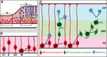 A multiscale mathematical model of cell dynamics during neurogenesis in the mouse cerebral cortex